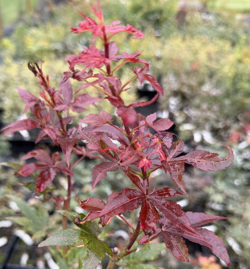 Acer palmatum 'Babe's Dwarf' RARE