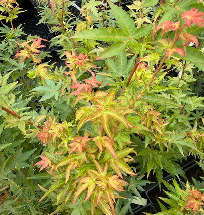 Acer palmatum 'Fjelheim'