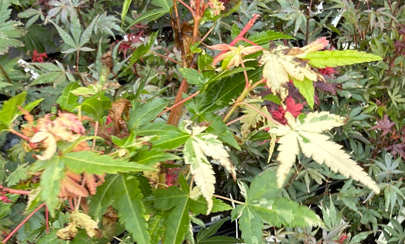Acer palmatum 'Ilarian'