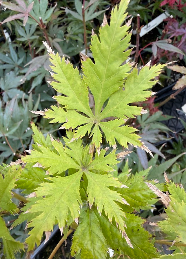 Acer palmatum 'Koyuki'