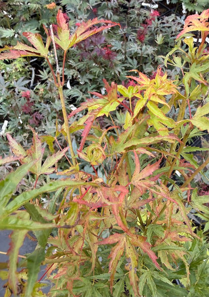 Acer palmatum 'Kamagata'
