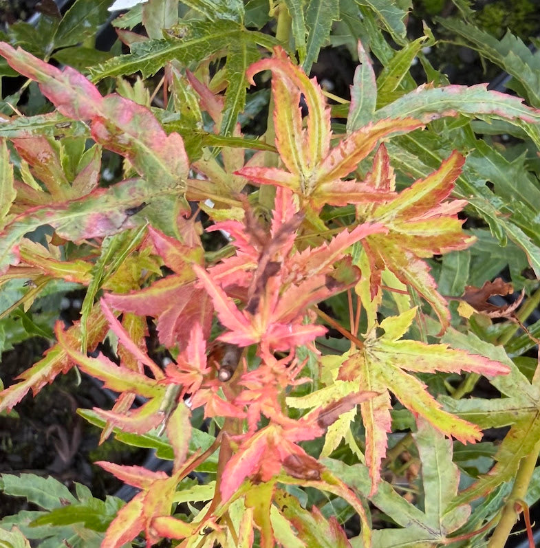 Acer palmatum 'Kamagata'