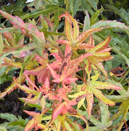 Acer palmatum 'Kamagata'