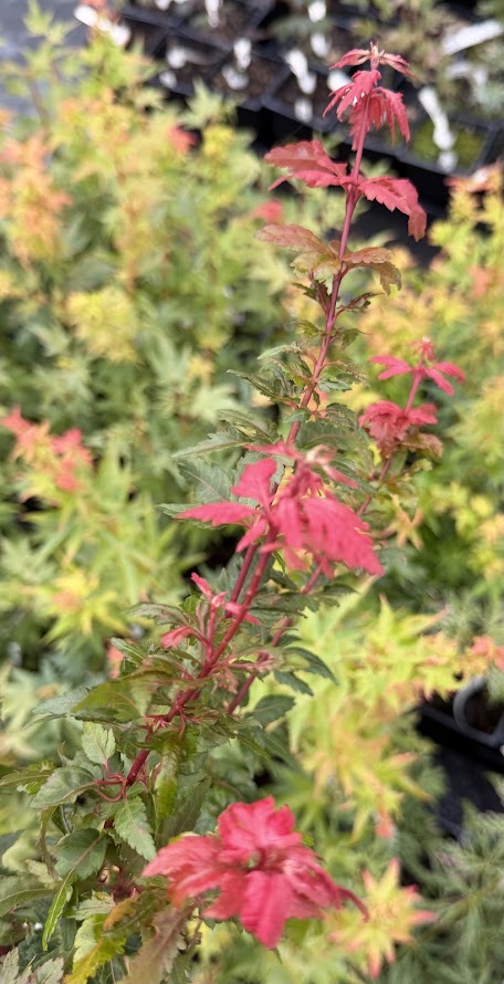 Acer palmatum 'Verkade's Jacus Potus'