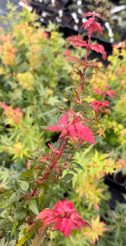 Acer palmatum 'Verkade's Jacus Potus'