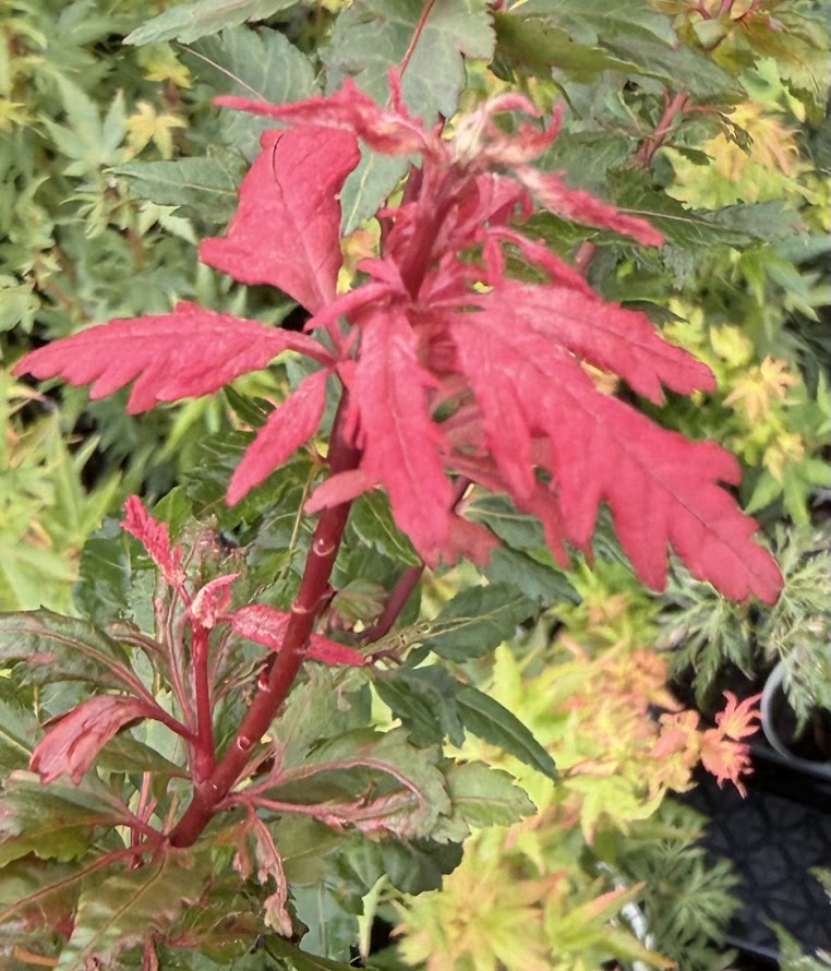Acer palmatum 'Verkade's Jacus Potus'
