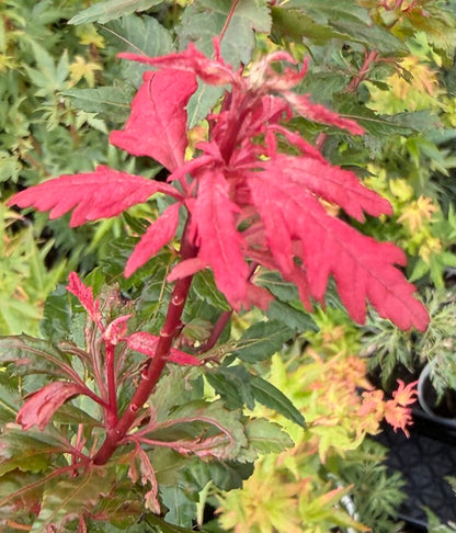 Acer palmatum 'Verkade's Jacus Potus'