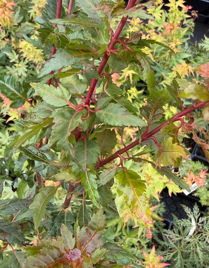 Acer palmatum 'Verkade's Jacus Potus'