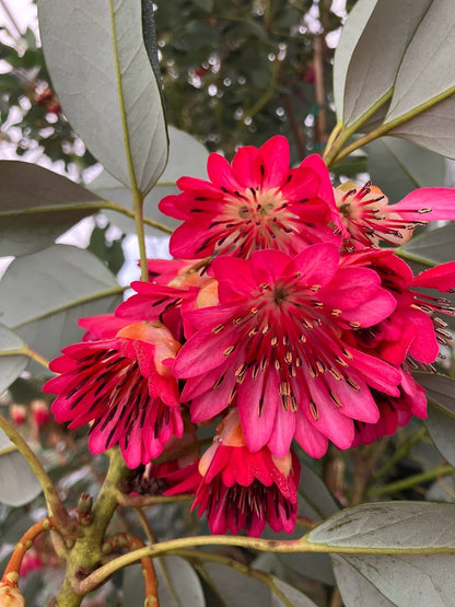 Rhodoleia henryi 'Cold Hardy Clone' EXTREMELY RARE!