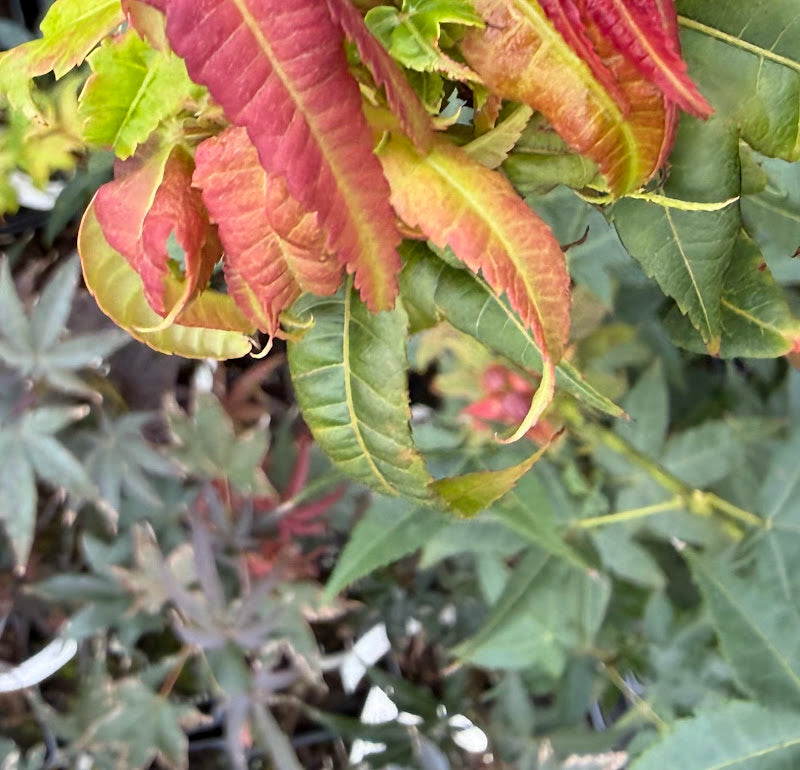 Acer wuyuanense RARE!