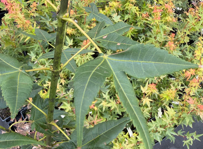 Acer wuyuanense RARE!