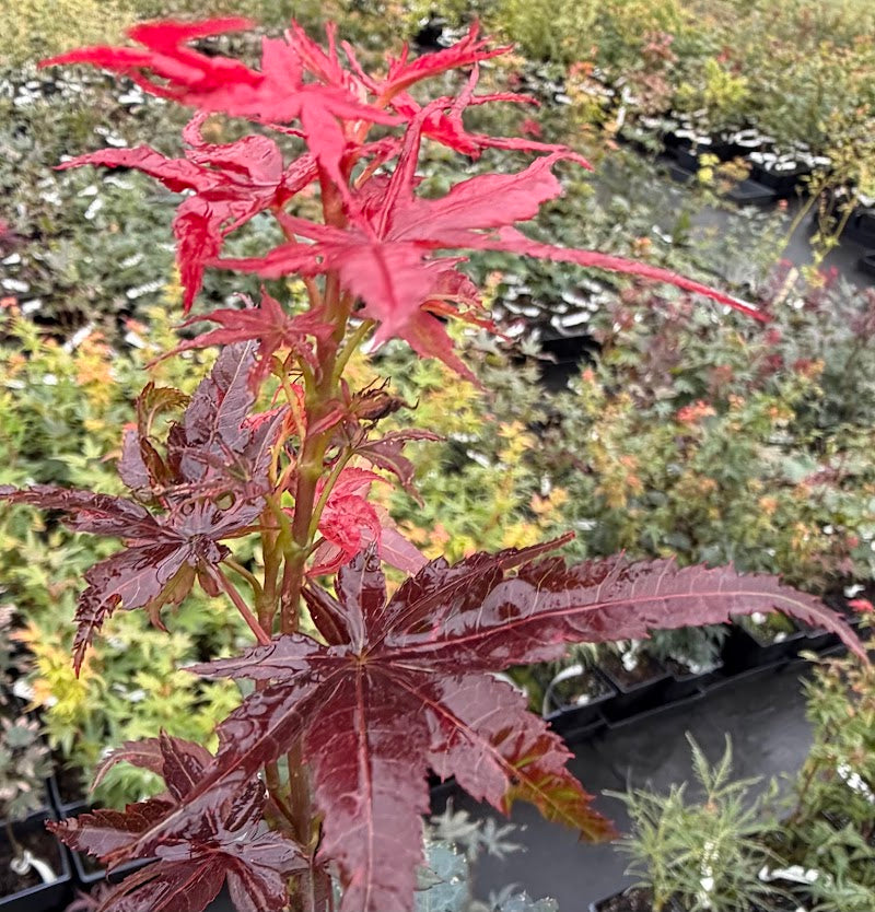 Acer palmatum 'Pixie'