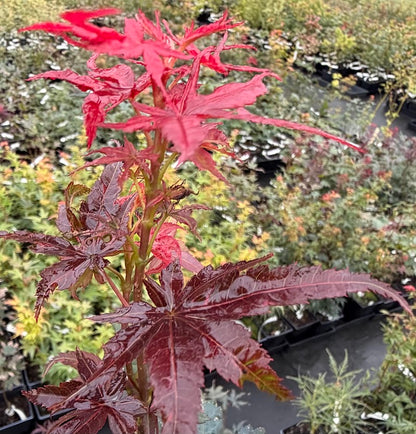 Acer palmatum 'Pixie'
