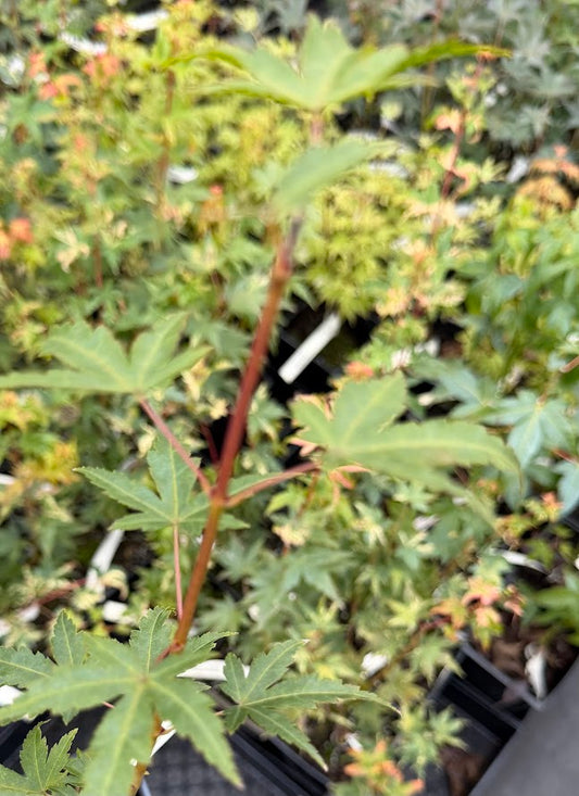 Acer palmatum 'Squitty'