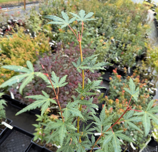 Acer palmatum 'Hangover'
