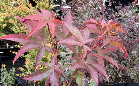 Acer palmatum 'Daiji Sen'