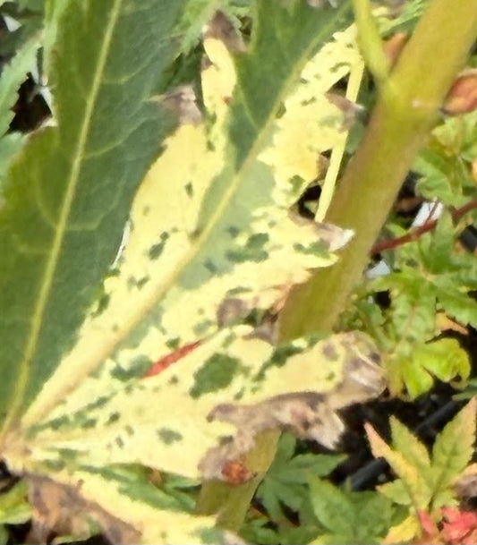 Acer palmatum 'Tyvetsu  Nishiki' RARE