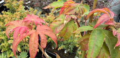Acer palmatum 'Mon Zukushi'