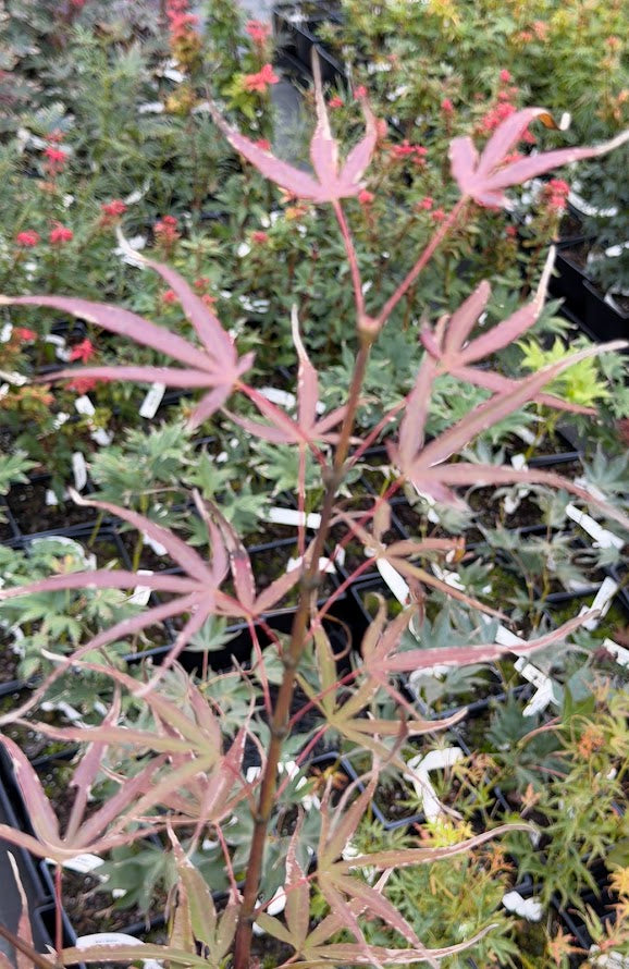 Acer palmatum 'Aka Hosada'