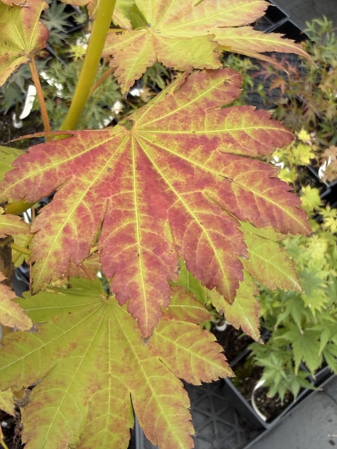 Acer pseudosieboldianum ssp. takesimense