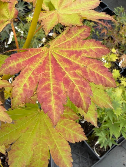 Acer pseudosieboldianum ssp. takesimense