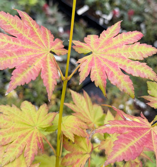 Acer pseudosieboldianum ssp. takesimense