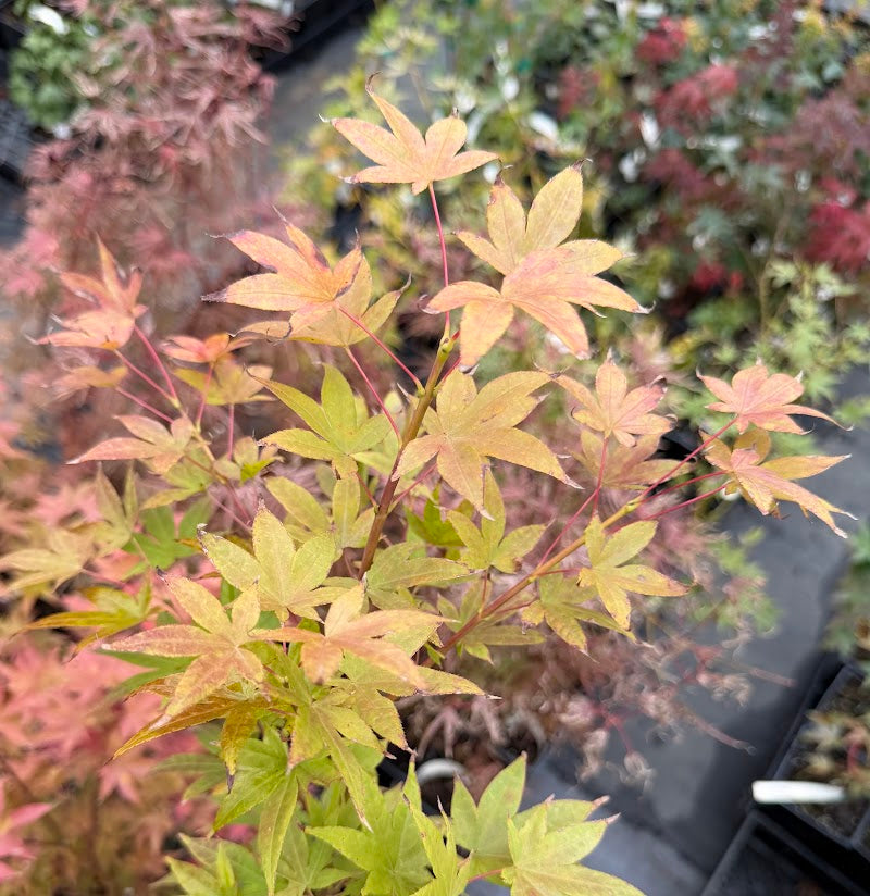 Acer palmatum 'Wattez'