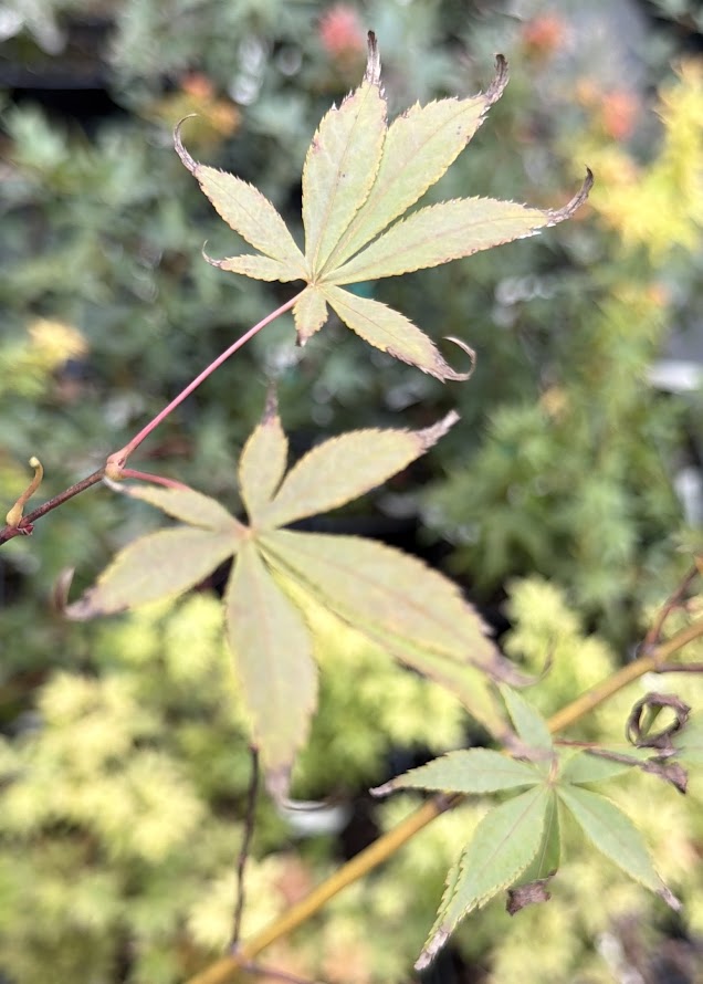Acer palmatum 'Wakehurst Pink'