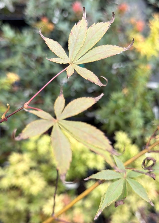Acer palmatum 'Wakehurst Pink'