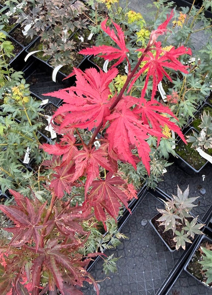 Acer palmatum 'Inazuma'
