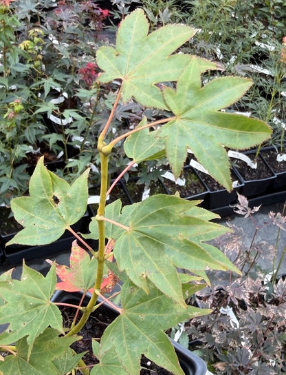 Acer palmatum 'Moon Shadow'