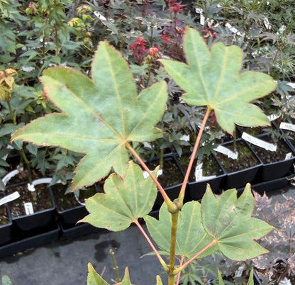 Acer palmatum 'Moon Shadow'