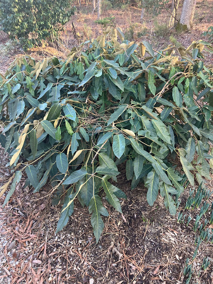 Schefflera delavayi