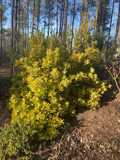 Illicium parviflorum 'Florida Sunshine'