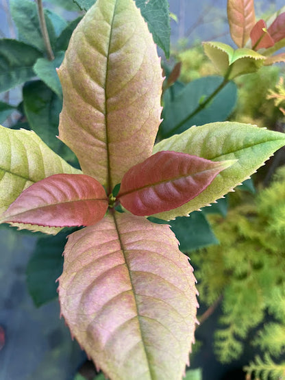Osmanthus fragrans 'Quinnan Guifei' RARE