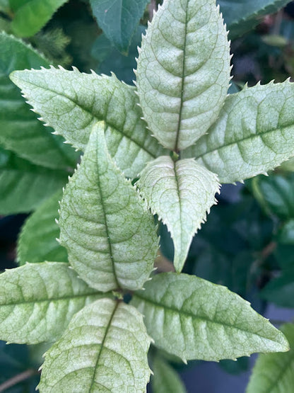Osmanthus fragrans 'Quinnan Guifei' RARE