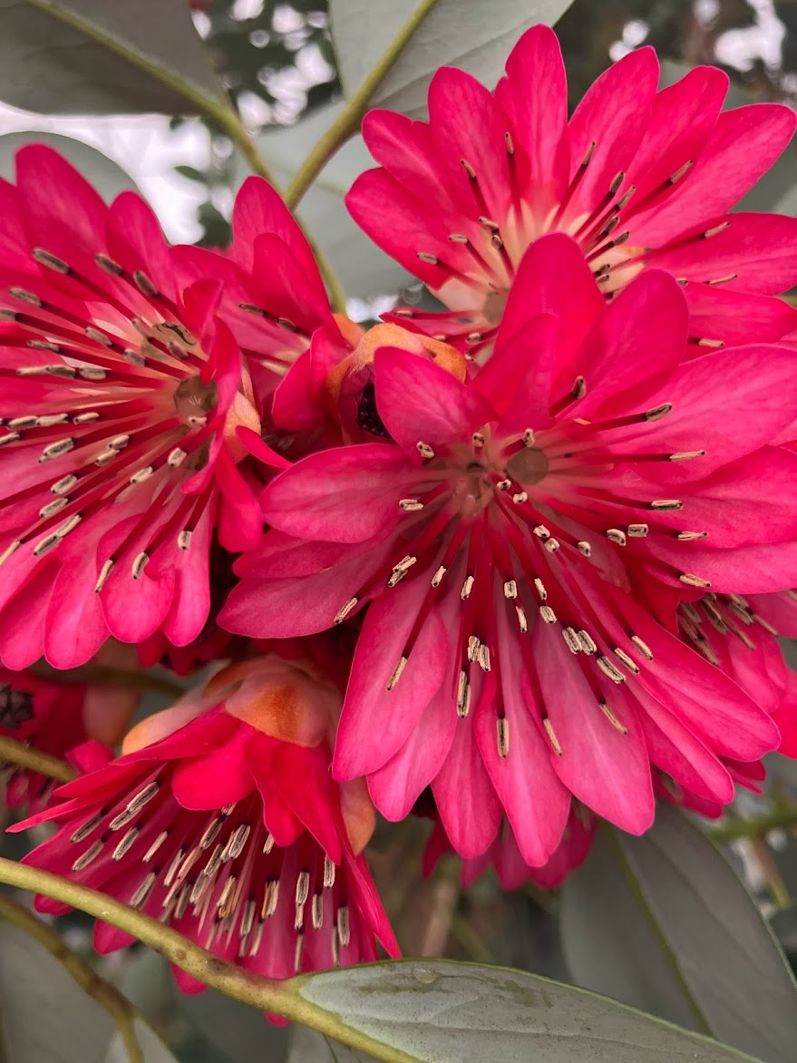 Rhodoleia henryi "Cold Hardy Clone" EXTREMELY RARE!