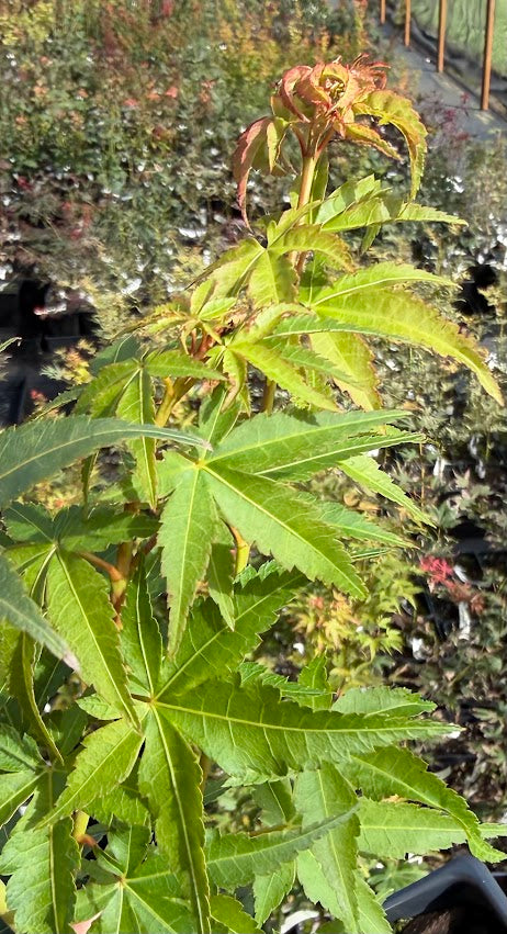 Acer palmatum 'Ueno Yatsubusa'