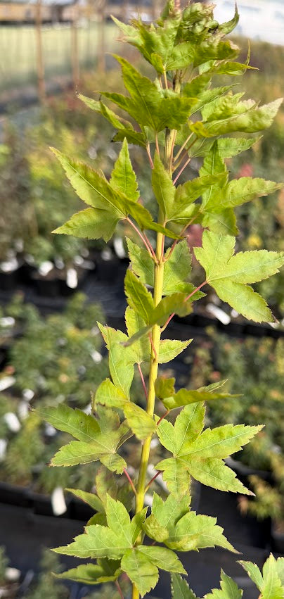 Acer palmatum 'Nishiki Gasane'
