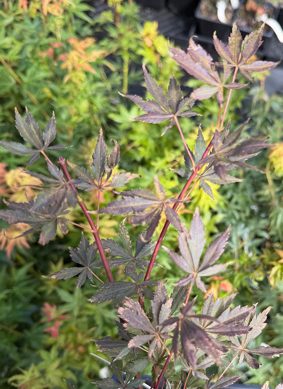 Acer palmatum 'Ebony Curls'