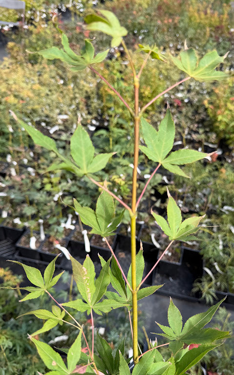 Acer palmatum 'Omato'