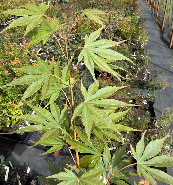 Acer palmatum 'Beni Gasa'