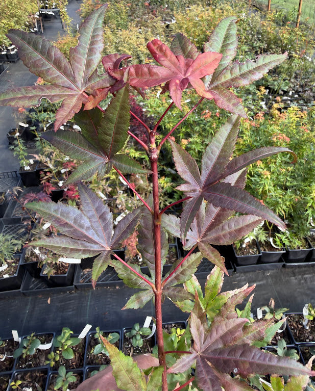 Acer palmatum 'Kasagiyama D'