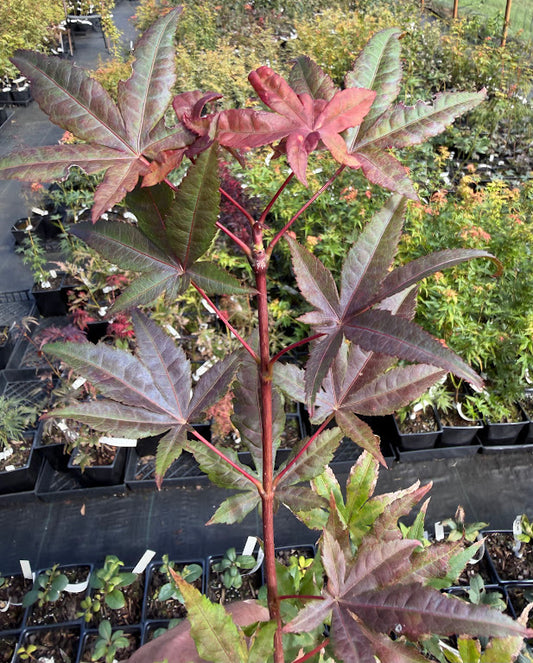 Acer palmatum 'Kasagiyama D'