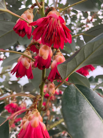Rhodoleia henryi 'Cold Hardy Clone' EXTREMELY RARE!