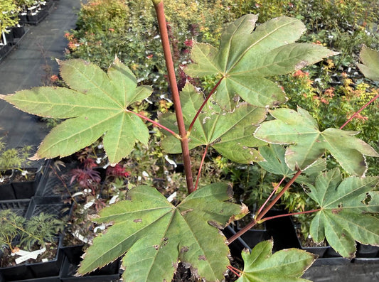 Acer circinatum x palmatum 'Morton UW'