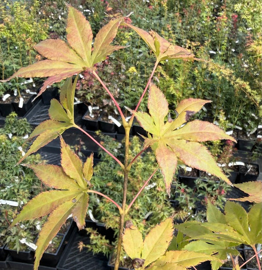 Acer palmatum 'Grandma Ghost'