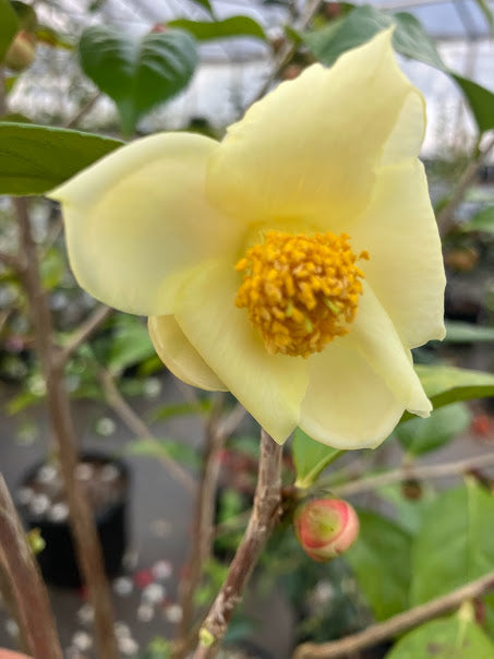 Camellia tunghinensis RARE