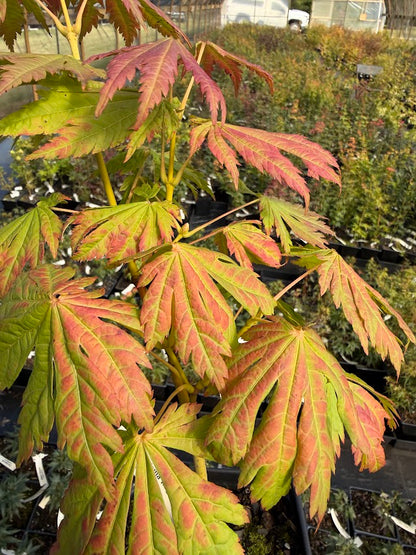 Acer japonicum 'Yama Kagi'