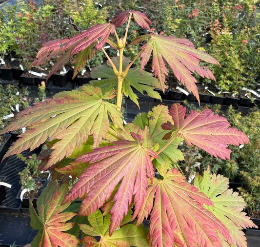 Acer japonicum 'Yama Kagi'